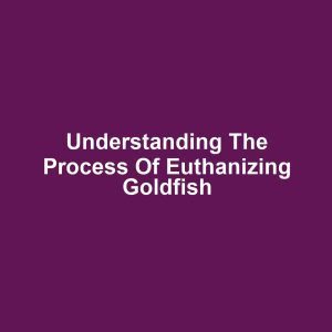 Understanding the Process of Euthanizing Goldfish